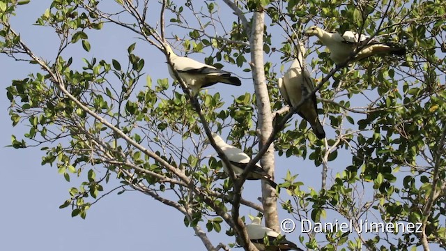 Pied Imperial-Pigeon - ML201940801