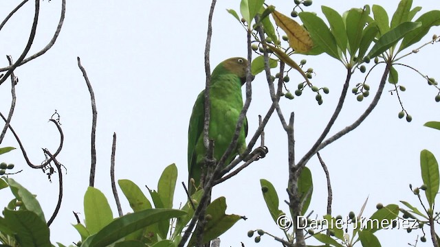 Red-cheeked Parrot - ML201940811