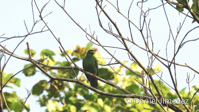 White-breasted Fruit-Dove - ML201940831