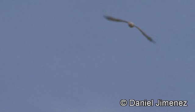 Pink-backed Pelican - ML201940951