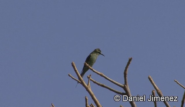 Blue-cheeked Bee-eater - ML201941331