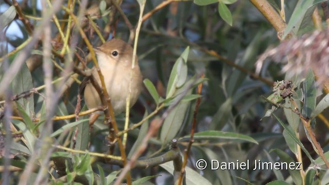 Common Reed Warbler (Common) - ML201941551