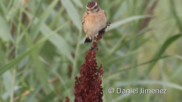 Whinchat - ML201941601