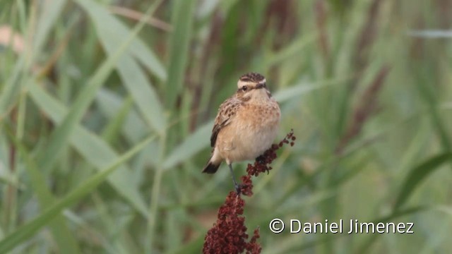 Whinchat - ML201941681