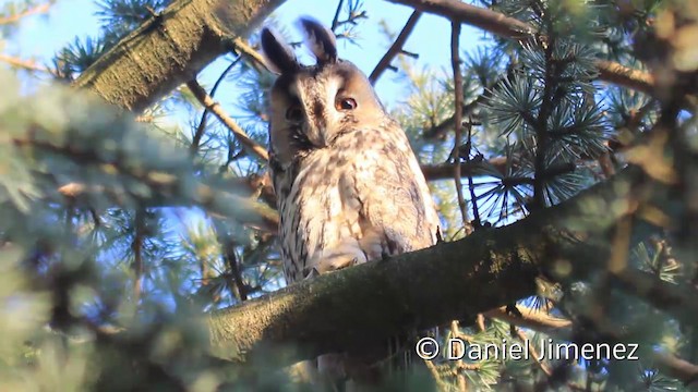 Long-eared Owl (Eurasian) - ML201941741