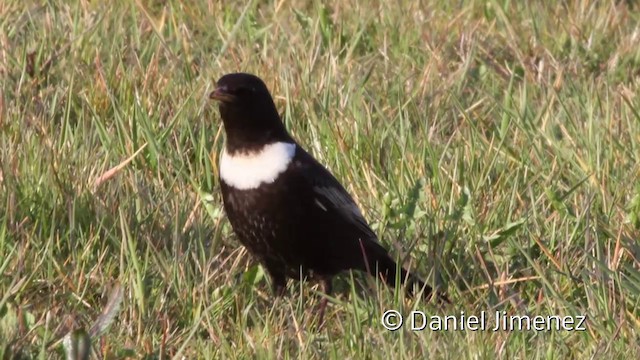 Ring Ouzel (Northern) - ML201941771