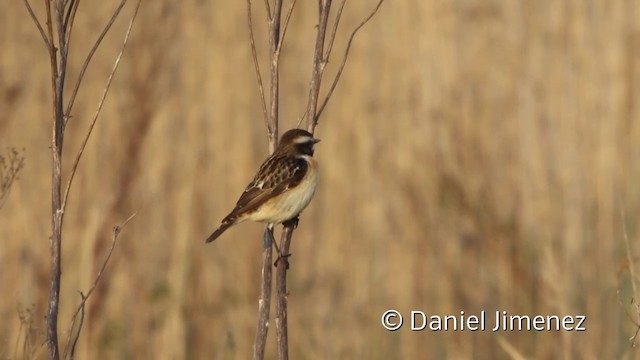 Whinchat - ML201941821