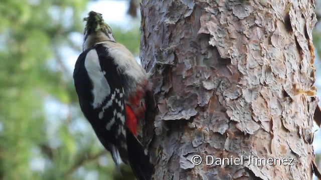 Great Spotted Woodpecker (Great Spotted) - ML201941961