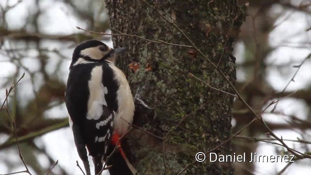 Great Spotted Woodpecker (Great Spotted) - ML201942071