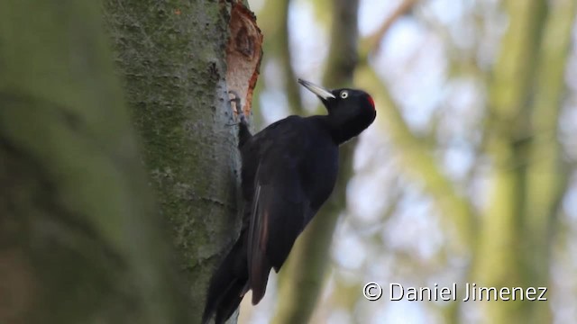 Black Woodpecker - ML201942111