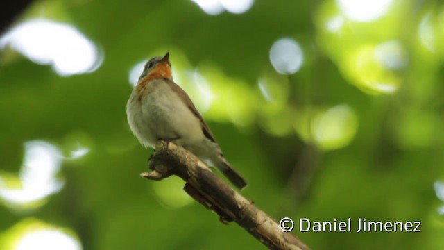 Red-breasted Flycatcher - ML201942131