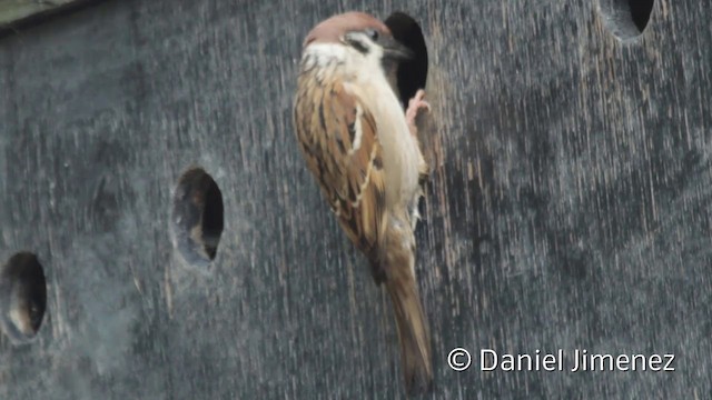 Eurasian Tree Sparrow - ML201942151