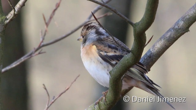  - Brambling