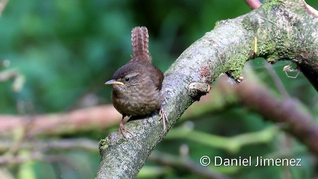  - Eurasian Wren (Eurasian)