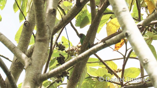 Yellow-capped Pygmy-Parrot - ML201942371