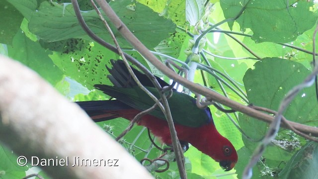 Трёхцветный попугай - ML201942421