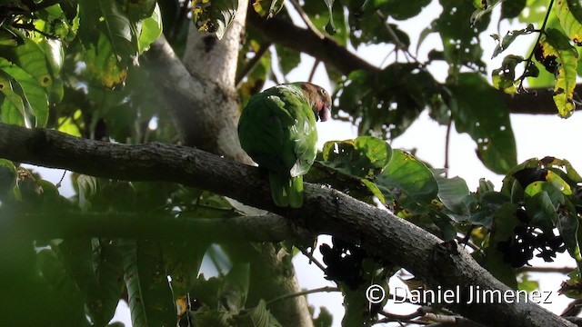 Red-cheeked Parrot - ML201942601