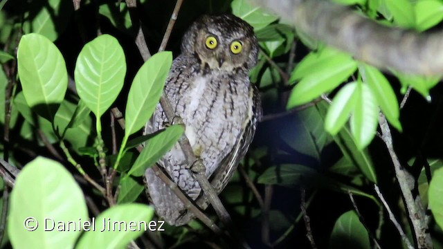 Moluccan Scops-Owl (Moluccan) - ML201942641
