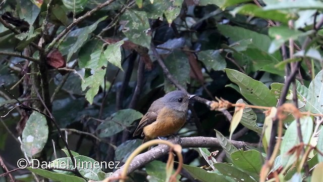 Blue-fronted Flycatcher - ML201942741