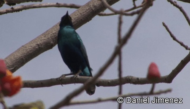 Greater Blue-eared Starling - ML201942951