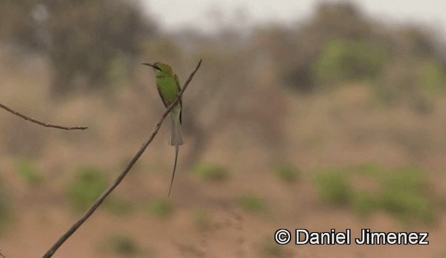 African Green Bee-eater - ML201943021