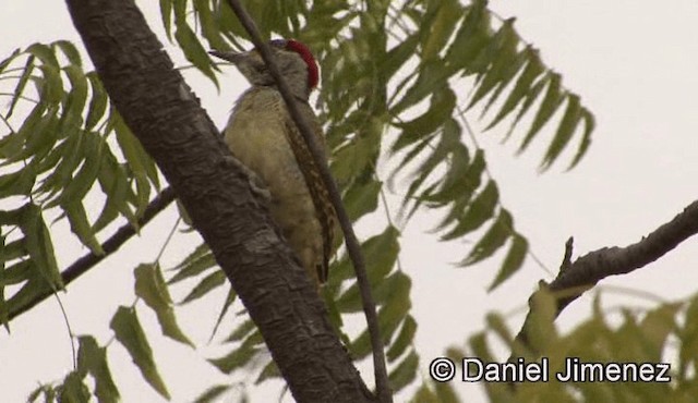 Fine-spotted Woodpecker - ML201943181