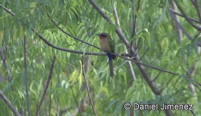 Red-throated Bee-eater - ML201943231