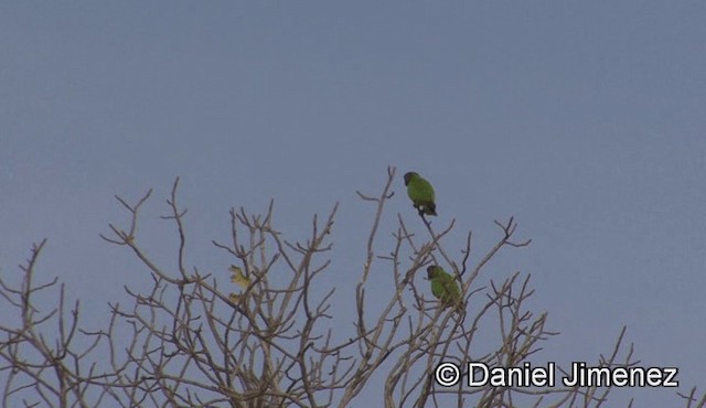 Senegal Parrot - ML201943241