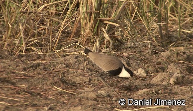 Spur-winged Lapwing - ML201943251