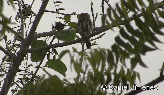 Pearl-spotted Owlet - ML201943351