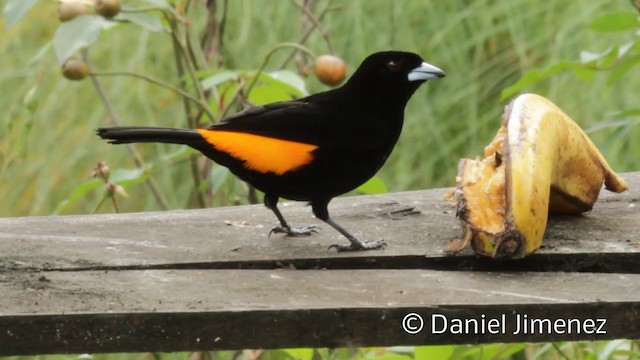 Flame-rumped Tanager (Lemon-rumped) - ML201943621