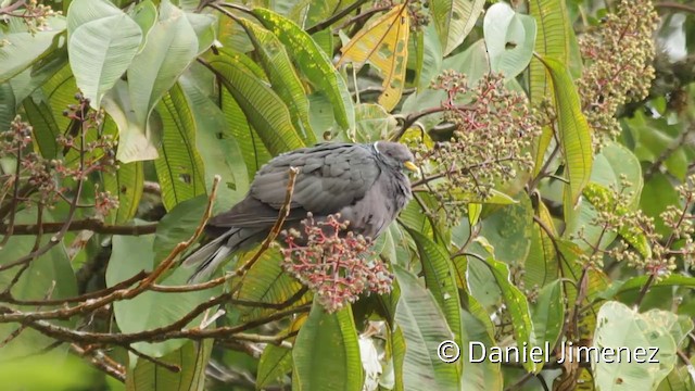 Pigeon à queue barrée (groupe albilinea) - ML201943651