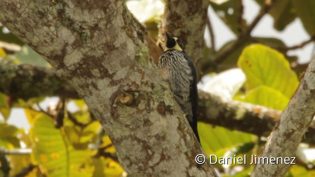 Acorn Woodpecker (Acorn) - ML201943681