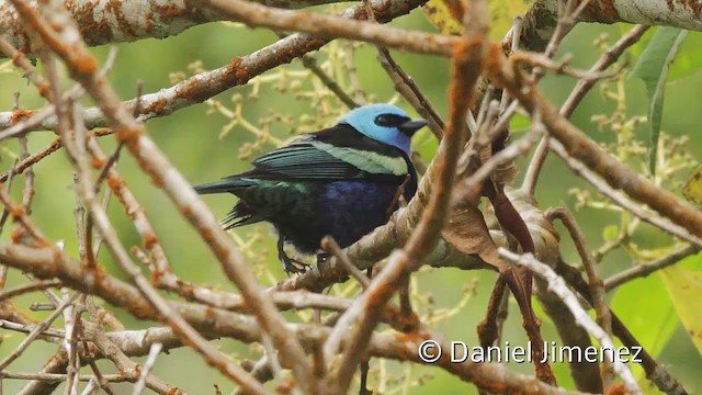 Blue-necked Tanager - ML201943741
