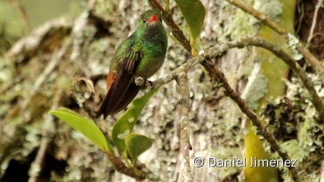 Rufous-tailed Hummingbird (Rufous-tailed) - ML201943871