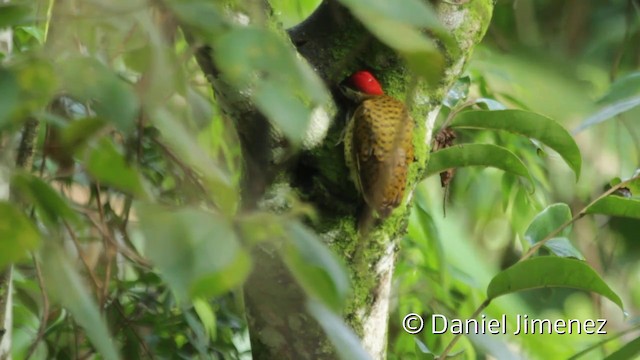Spot-breasted Woodpecker - ML201943901