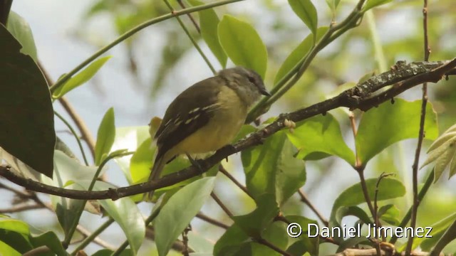 Yellow-crowned Tyrannulet - ML201943951