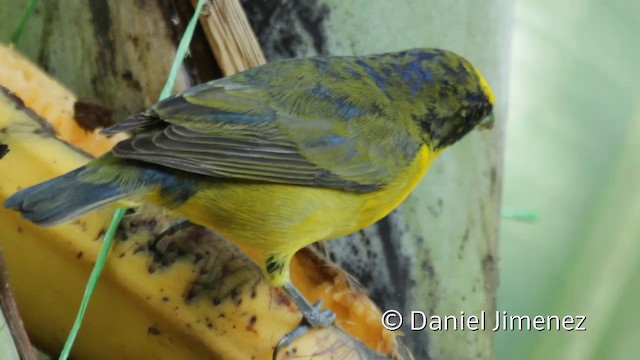 Thick-billed Euphonia (Black-tailed) - ML201943961
