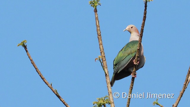 Green Imperial-Pigeon (Rufous-naped) - ML201944051