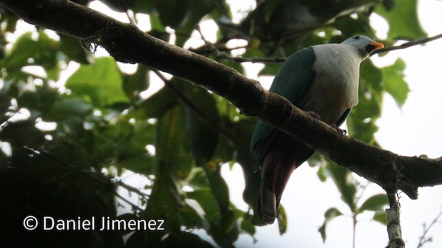 Maroon-chinned Fruit-Dove - ML201944191