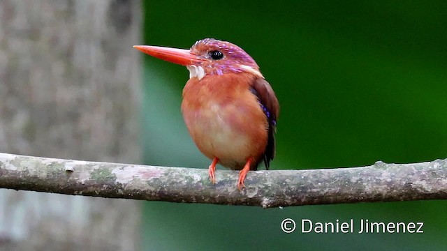 Sulawesi Dwarf-Kingfisher - ML201944291