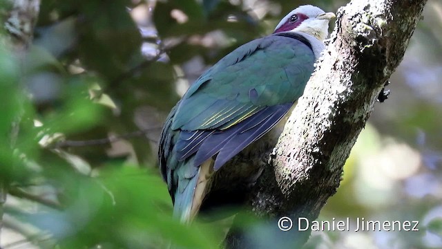 Red-eared Fruit-Dove (Red-eared) - ML201944301