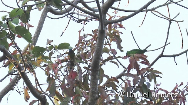 Sulawesi Hanging-Parrot - ML201944341