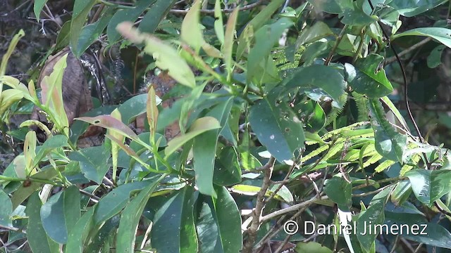Sulawesi Leaf Warbler - ML201944351