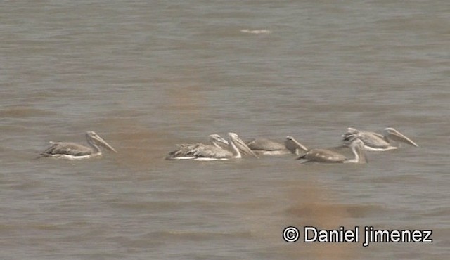 Pink-backed Pelican - ML201944541