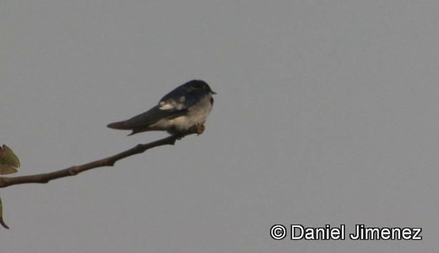 Pied-winged Swallow - ML201944651