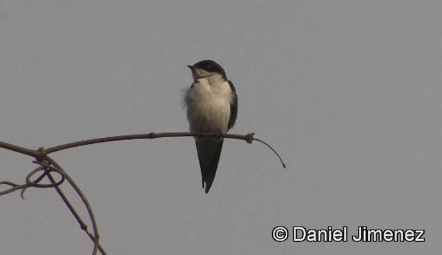 Pied-winged Swallow - ML201944661