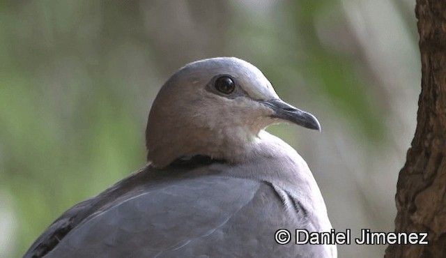 Red-eyed Dove - ML201944671