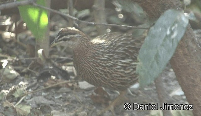 Double-spurred Francolin - ML201944701