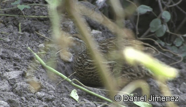 Double-spurred Spurfowl - ML201944711